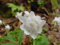 Nice fully double clean white flowers